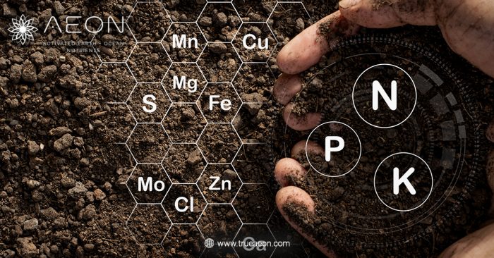Fulvic Acid vs Humic Acid: What’s the Difference and Why It Matters for Wellness