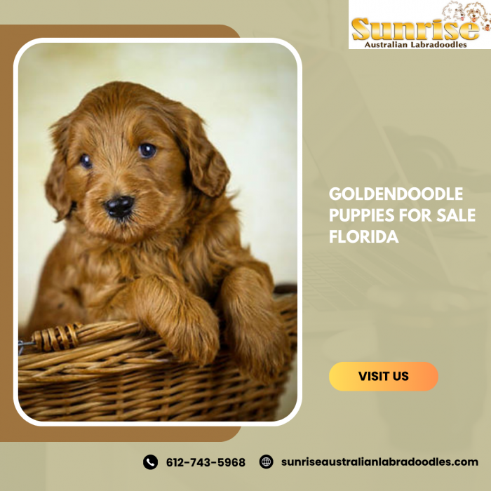 Goldendoodle Puppies for Sale Florida – Quality Care