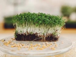 Srishthi Microgreens – Fresh, Nutritious Broccoli Microgreens and Red Radish Microgreens