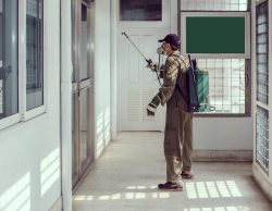 Pest Control Services Dublin – Safe & Reliable Experts