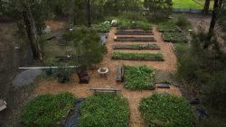 Raised Garden Beds: A Smart Choice for Modern Gardens