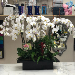 White Orchid Paradise