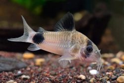 Exotic Freshwater Fish for Sale | Rare & Tropical Species – CU Aquatics