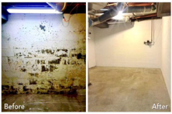 Professional Mold Removal in Staten Island NY for Safe, Thorough, and Lasting Results