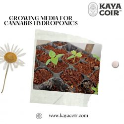 Growing Media For Cannabis Hydroponics