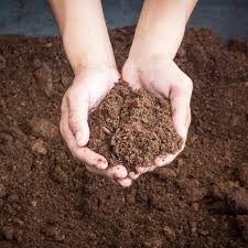 DreamLawn – Maintain Healthy Turf with Lawn Service in Denver