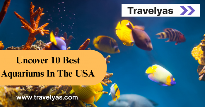Top Best Aquariums in the USA -Travelyas