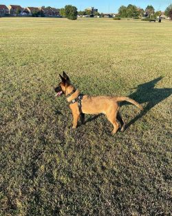 Malinois Watch Dogs: Trusted Name for Elite Belgian Malinois Companions