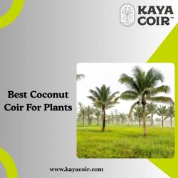 Best Coconut Coir For Plants
