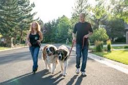 Durable Large Dog Accessories Created By HugeHounds