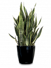 How Office Plant Hire Melbourne Improves Workplace Productivity