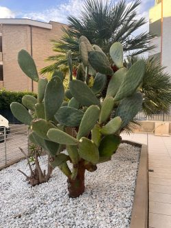 Progettazione di Piccoli Giardini Moderni: Eleganza in Spazi Ridotti