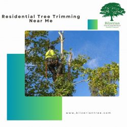 Residential Tree Trimming Near Me