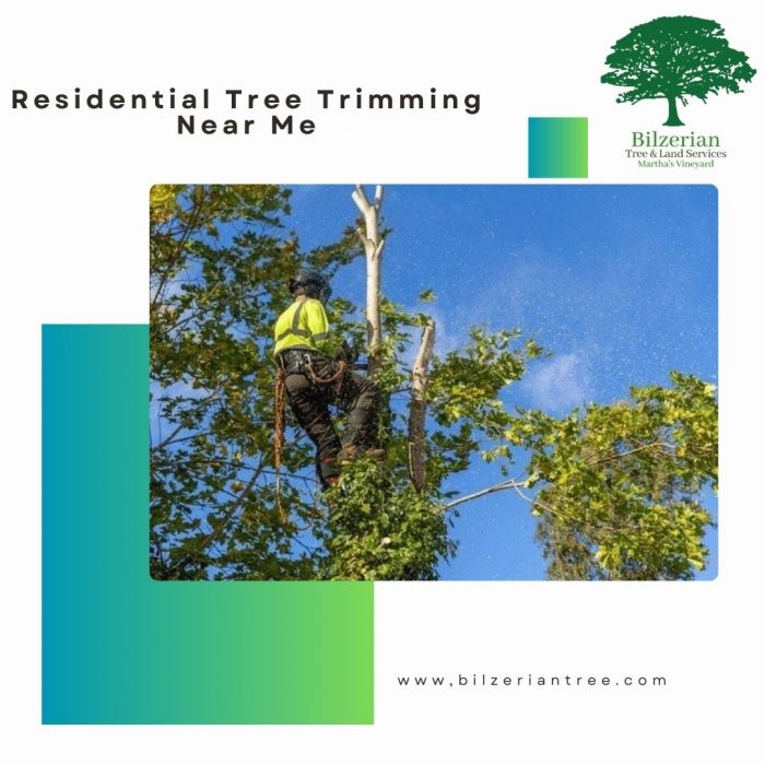 Residential Tree Trimming Near Me