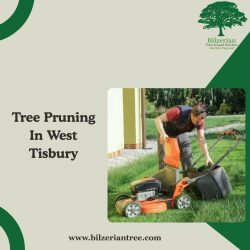 Tree Pruning In West Tisbury