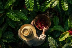 Himalaya Coffee Company – Trusted Coffee Wholesale Suppliers for Premium Wholesale Coffee Beans
