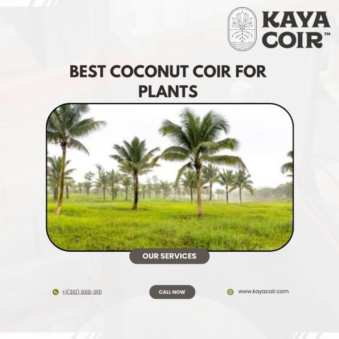 Best Coconut Coir For Plants