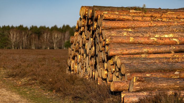 Biomass Waste Recycling: Market Potential, Opportunities & Key Trends