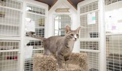 Discover Reliable Cat Boarding Prices Near Me with Happy Hounds Pet Retreat