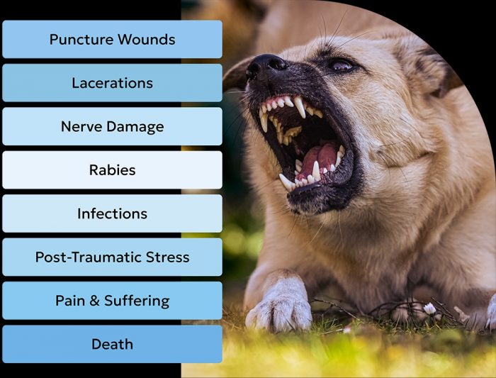 dog bite lawyer