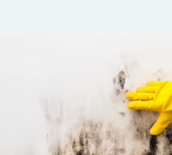 Mould Removal Melbourne