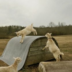 Extra Long Runner Rug for Hallway: Wholesale Guide for Large Orders