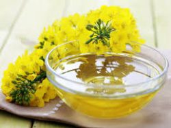 Reliable Canola Oil Suppliers in Canada