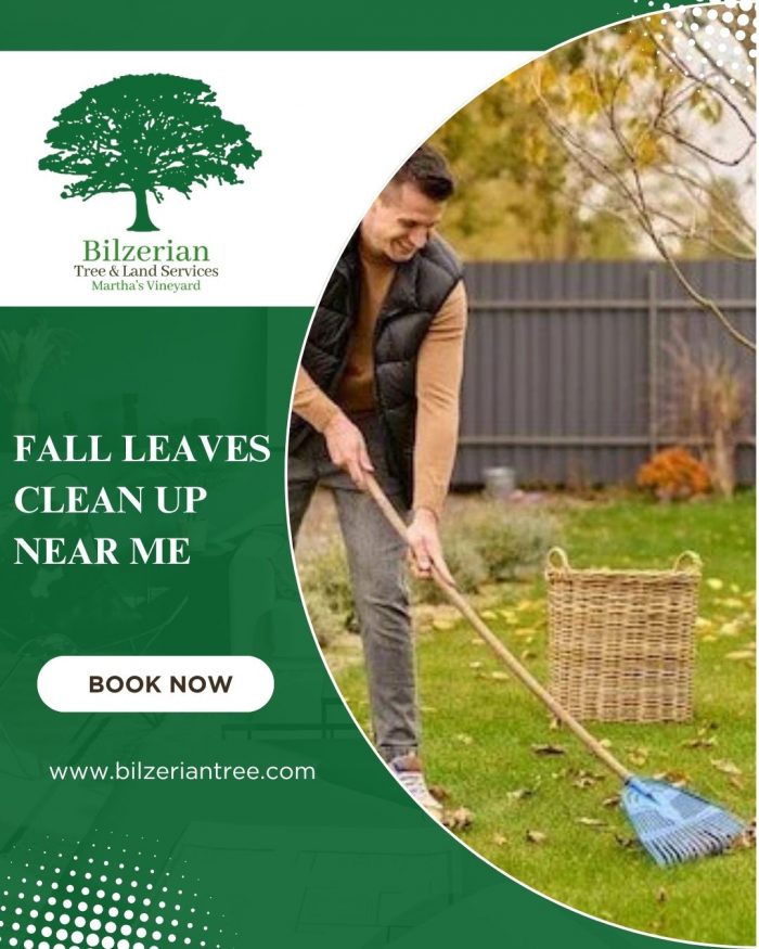 Fall Leaves Clean Up Near Me