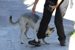 dog bite lawyer