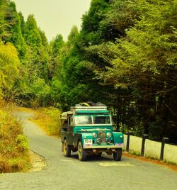 Birding Tour Singalila | Explore Himalayan Birdlife