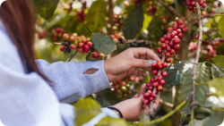 Exploring the Craft Behind Nepal’s Finest Coffee Roasters