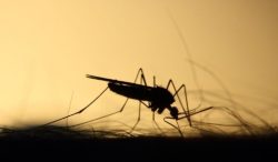 Mrs. Green Planet Eco-Friendly Pest Management Offers Mosquito Control in Atlanta GA with Organi ...