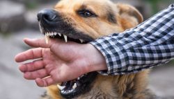 dog bite attorney