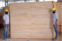 Trusted Plywood Yamunanagar Manufacturers for Quality Panels