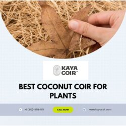 Best Coconut Coir For Plants