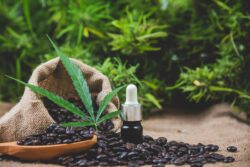 Endocannabinoid System