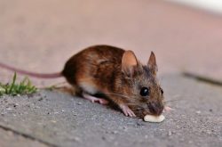 Avayda Pest Control Advancing Exterminator Residential Solutions