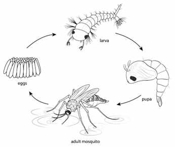 Avayda Pest Control Creating Healthier Living Spaces Across Kelowna