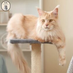 Maine Coon Kittens Oregon | NW Coonies
