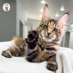 black silver tabby maine coon at NW Coonies