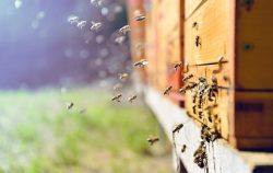 Pest Control Services in Atlanta for Effective Pest Management by Mrs. Green Planet