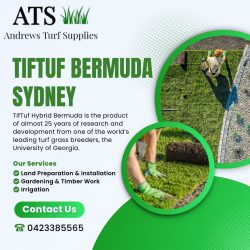 tiftuf bermuda sydney