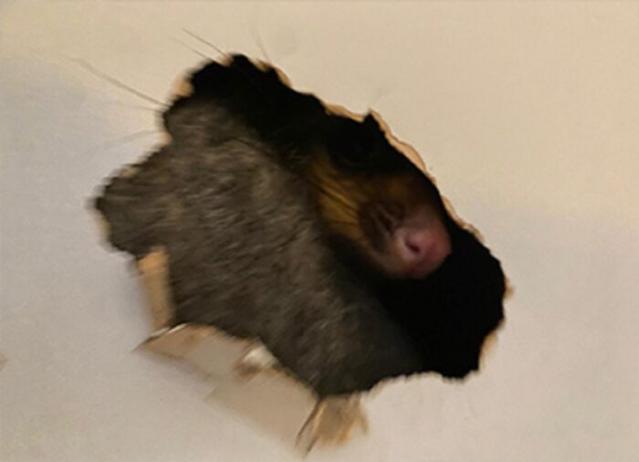 Residential Pest Control Canberra