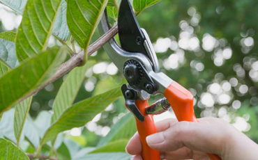 Tree Pruning Canberra