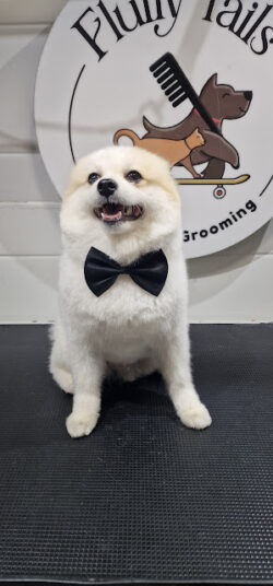 Keep Your Pets Looking Their Best with Fluffy Tails Mobile Pet Grooming Services in Qatar