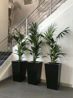 Indoor Plant Rental Victoria – Stylish Greenery for Any Space