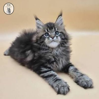 Maine Coon Adoption Oregon – Find Your Forever Feline Friend