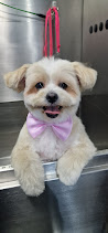 Why Choose Fluffy Tails for Mobile Pet Grooming Services in Qatar?