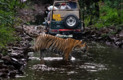 Best Safari Booking in Ranthambore | Safari by Mirza