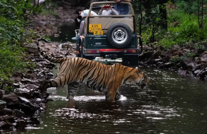 Best Safari Booking in Ranthambore | Safari by Mirza